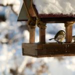 Videoblog: A téli madáretetés